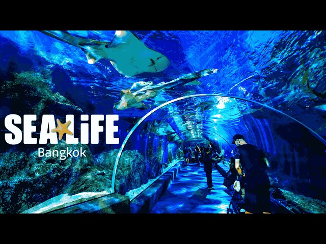 SEA LIFE Adm after 3 pm - Series